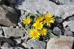 inula_acaulis2.JPG