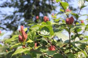 calycanthus floridus32.JPG