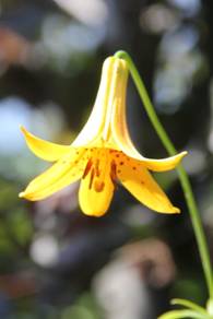 lilium_canadense32.JPG