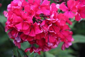 phlox_32.JPG