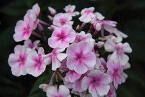 phlox_33.JPG