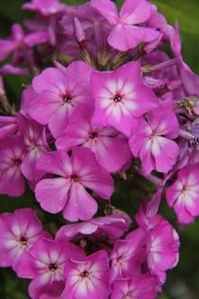 phlox_31.JPG